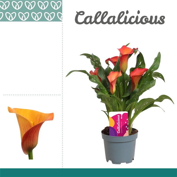 <h4>Zantedeschia Oranje</h4>