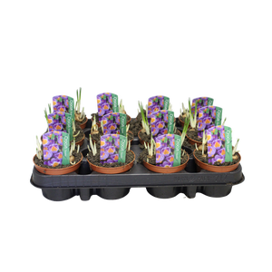 Bol op pot Crocus Tricolor