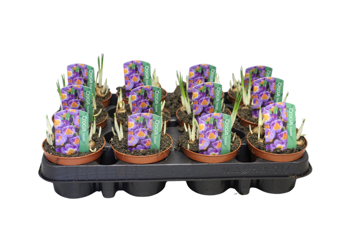 <h4>Bol op pot Crocus Tricolor</h4>