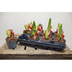 arr8 Hippeas Ov Rood