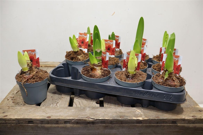 <h4>arr8 Hippeas Ov Rood</h4>