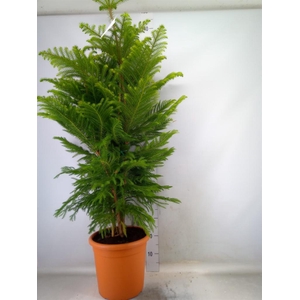 Araucaria heterophylla