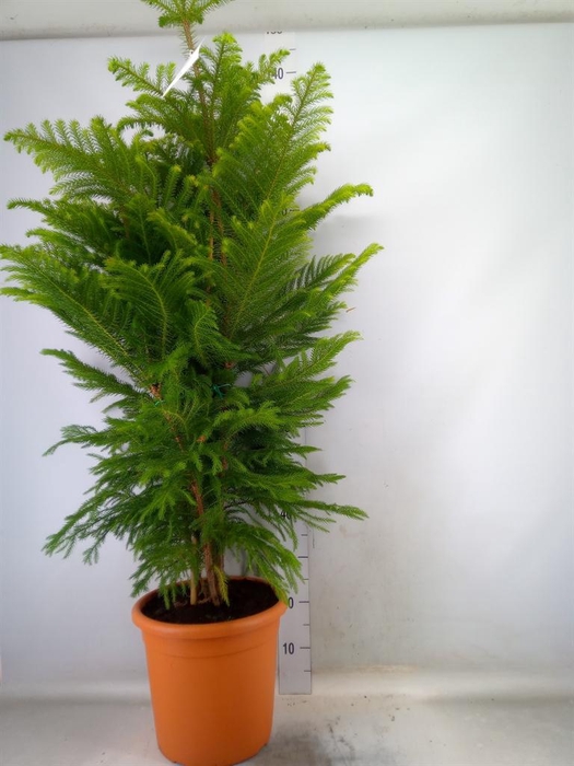 <h4>Araucaria heterophylla</h4>
