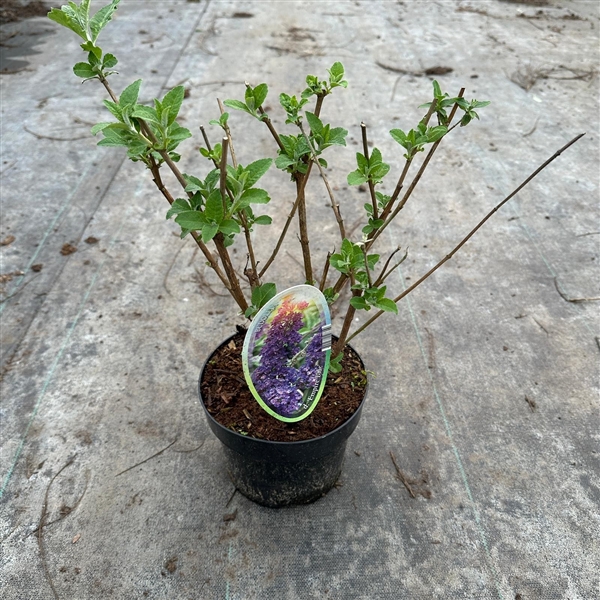 <h4>Buddleja dav. 'Empire Blue'</h4>