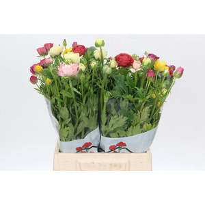 Ranunculus Butterfly Rainbow