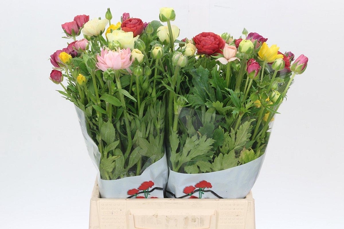 <h4>Ranunculus Butterfly Rainbow</h4>