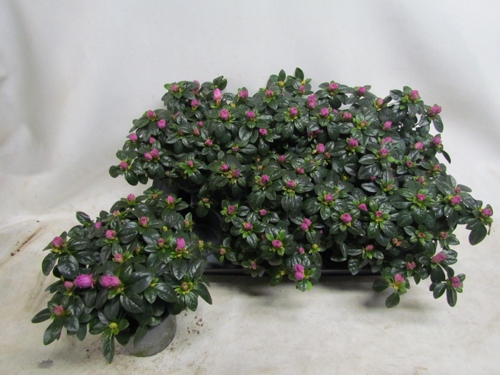 <h4>RHODO SI TOSH PARIS</h4>