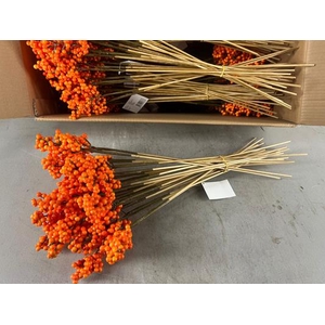 Stick Berries Ilex Orange