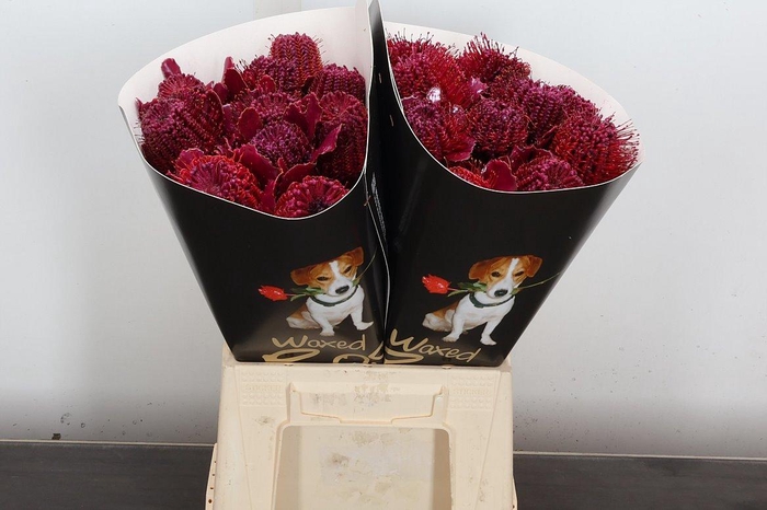 <h4>Banksia Speciosa</h4>