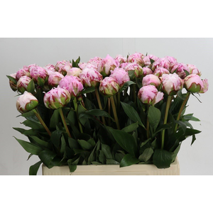 Paeonia lact. 'Sarah Bernhard'