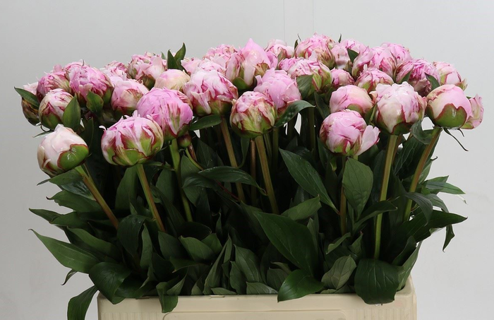 Paeonia lact. 'Sarah Bernhard'