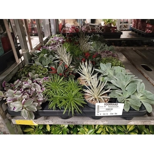 Kamerplanten gemengd