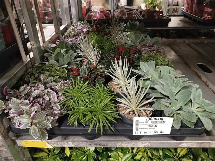 <h4>Kamerplanten gemengd</h4>