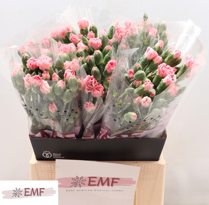 <h4>Di Tr Rascal Pink</h4>