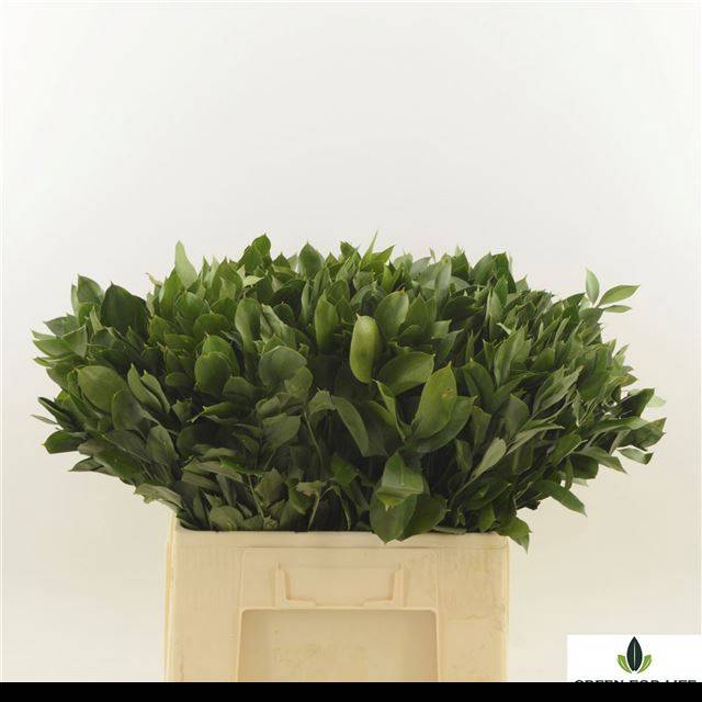 <h4>RUSCUS HYPOPHYLLUM</h4>