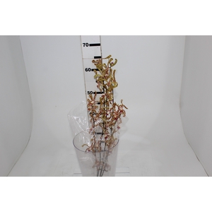 ORQUIDEA ARACHNIS
