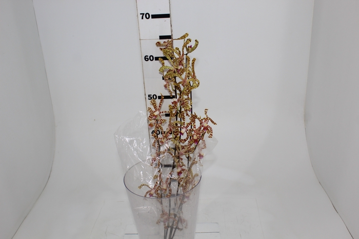 <h4>ORQUIDEA ARACHNIS</h4>