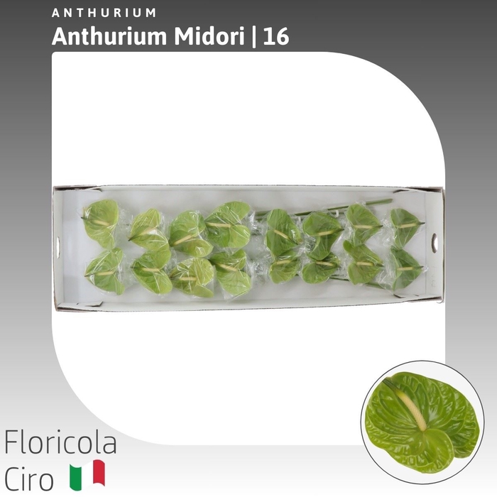 Anthurium Midori