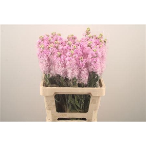 Matth Iron Light Pink