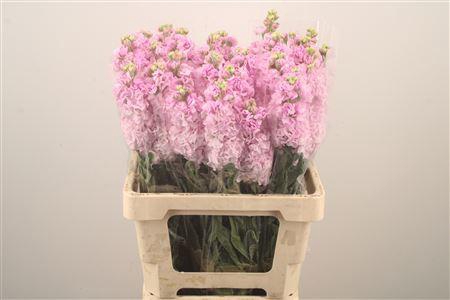 Matth Iron Light Pink