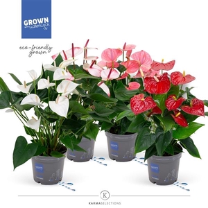 Anthurium Andreanum Grp gemengd