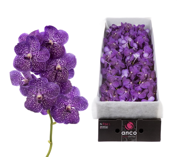 <h4>Vanda  'Sunanda Violetta Dark'</h4>