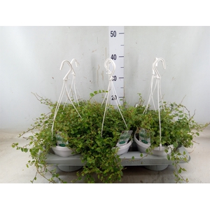 Ficus pumila 'White Sunny'