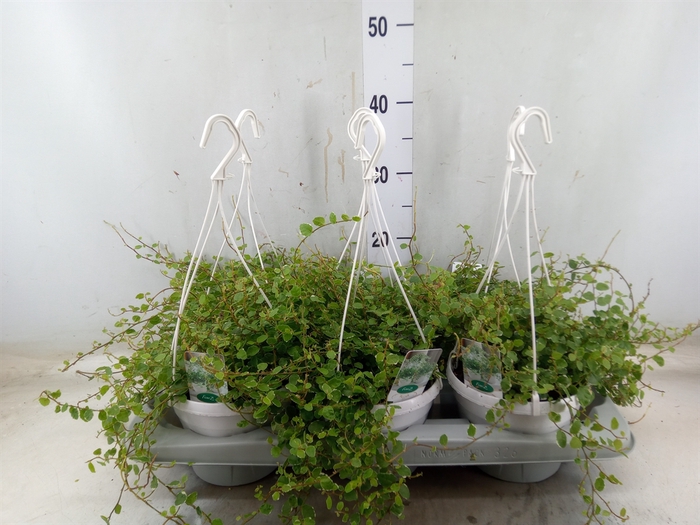 <h4>Ficus pumila 'White Sunny'</h4>