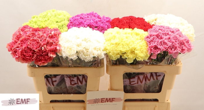 <h4>DI ST GEM IN FUST</h4>