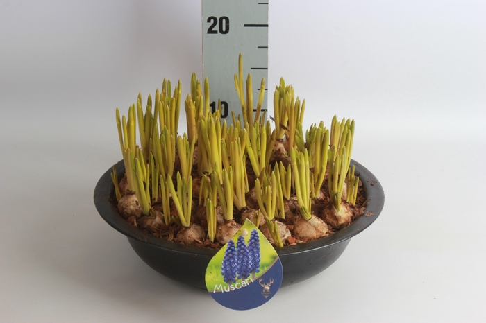 <h4>ARR MUSCARI</h4>