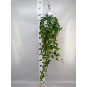 Hedera helix 'Pittsburgh'