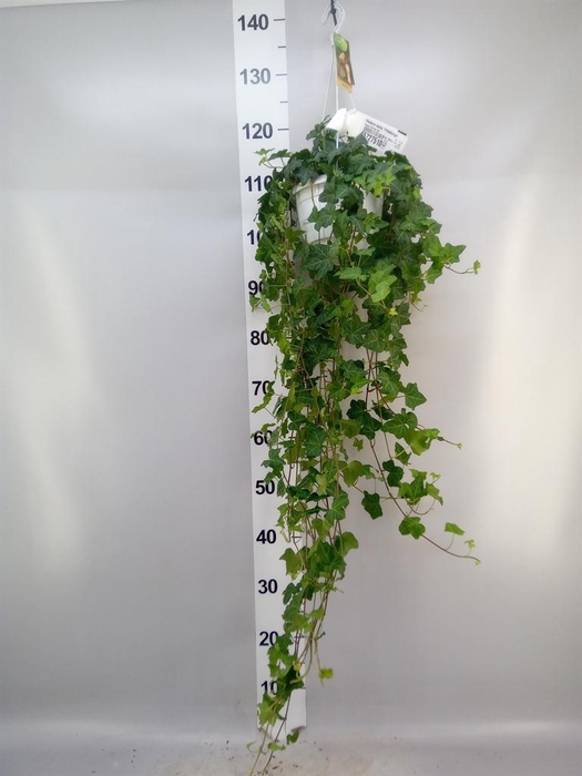 <h4>Hedera helix 'Pittsburgh'</h4>