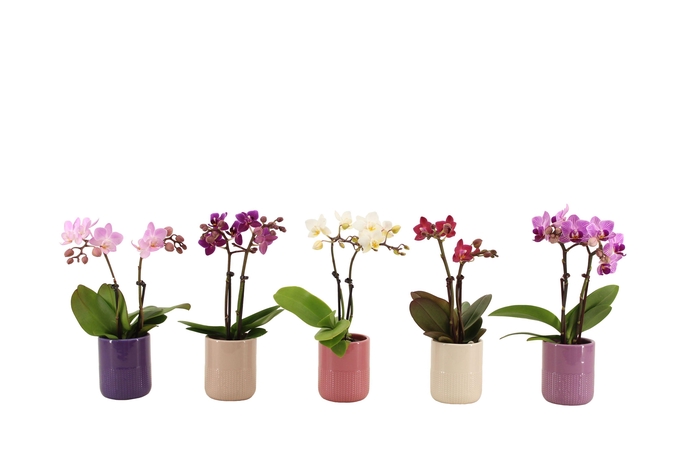 <h4>Morgan Charm Mix Tiny Dolls Mix 2T10+ Aqu@</h4>