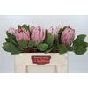 Protea Cynaroides