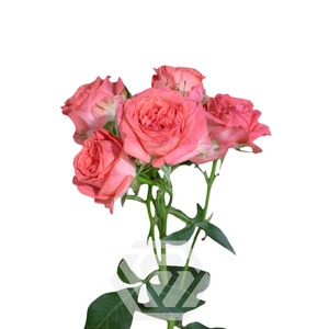 R TR FIBONACCI NAUTILUS Tessa