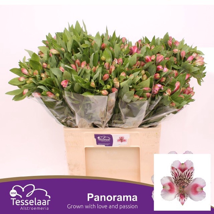 <h4>Alstr Panorama</h4>