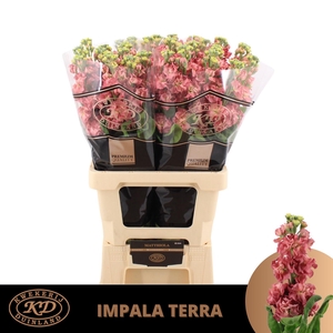 Matth Incana Impala Terra Extra