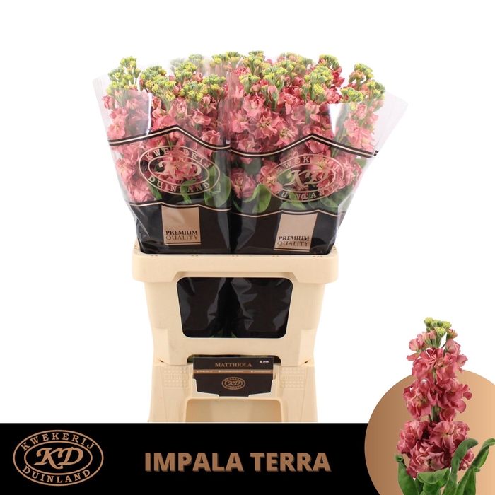 <h4>Matthiola Impala Terra Extra</h4>