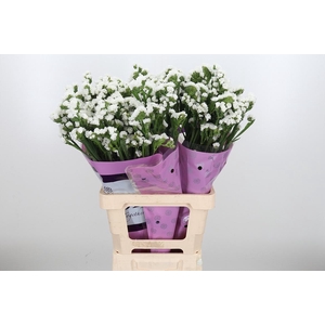 Limon S Silver Sun Birds White