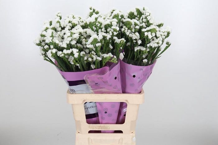 <h4>Limon S Silver Sun Birds White</h4>