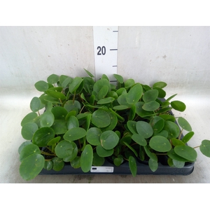 Pilea peperomoides