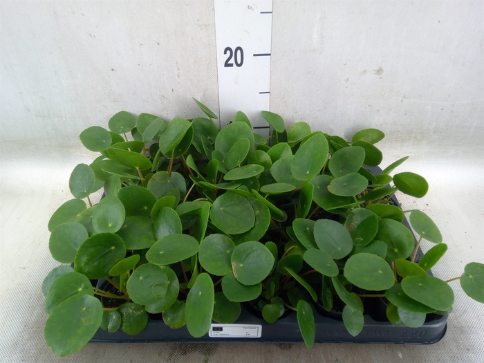 <h4>Pilea peperomoides</h4>