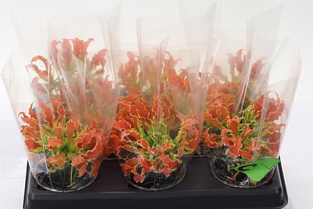 <h4>Gloriosa Exot Orange</h4>