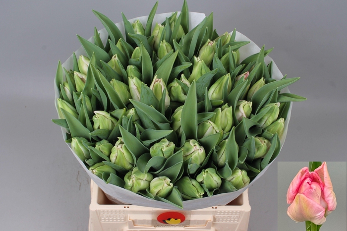 <h4>TU PA ZAMBESI</h4>