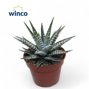 Haworthia Alba