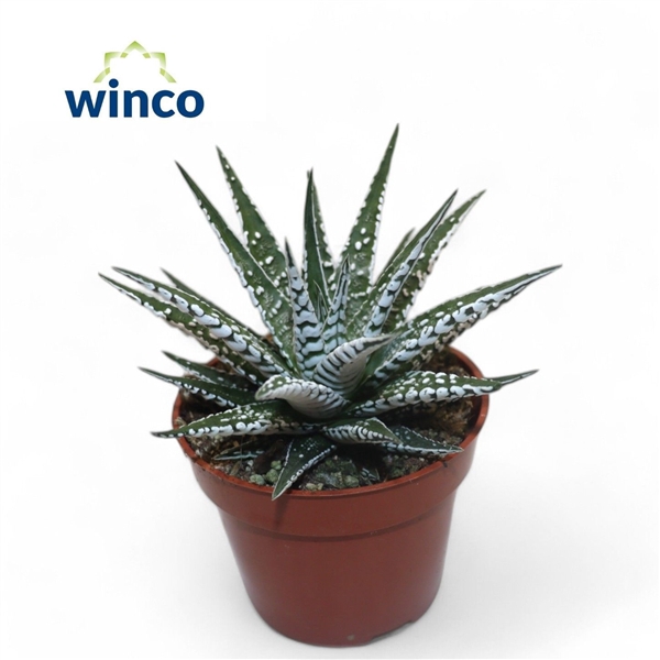 <h4>Haworthia Alba</h4>