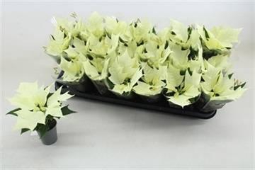 <h4>EUPHOR P ALASKA</h4>