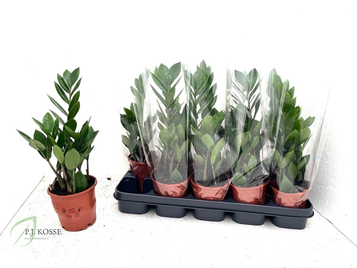 <h4>ZAMIO ZAMIIFOLIA</h4>