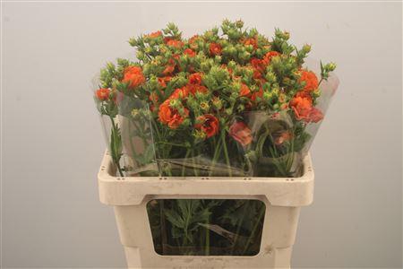 <h4>Geum Tropic Tempest</h4>