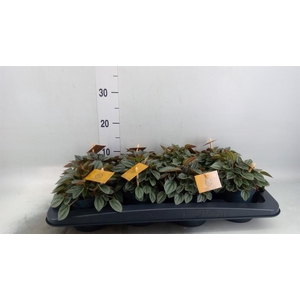 Peperomia  'Napoli Nights'